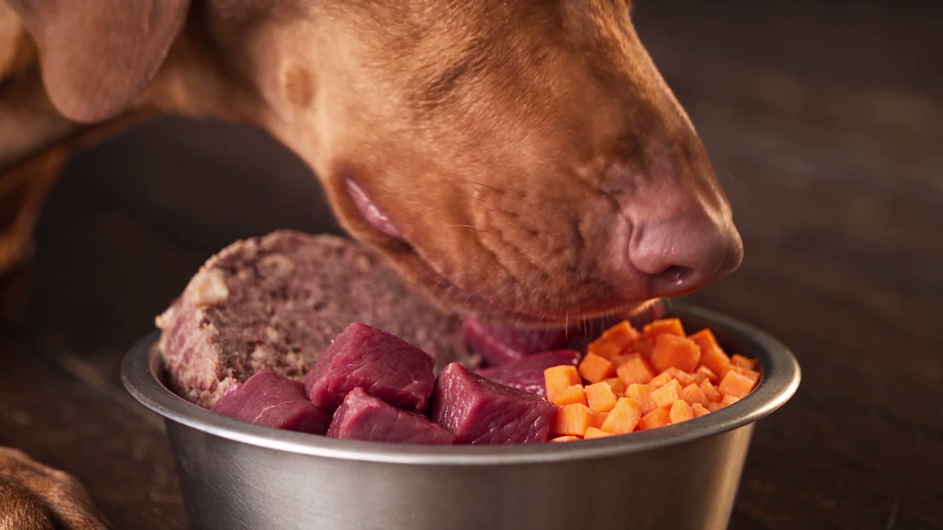 Nahaufnahme eines Hundes beim Fressen aus dem Napf, Standbild aus dem Vitacanin-Markenvideo